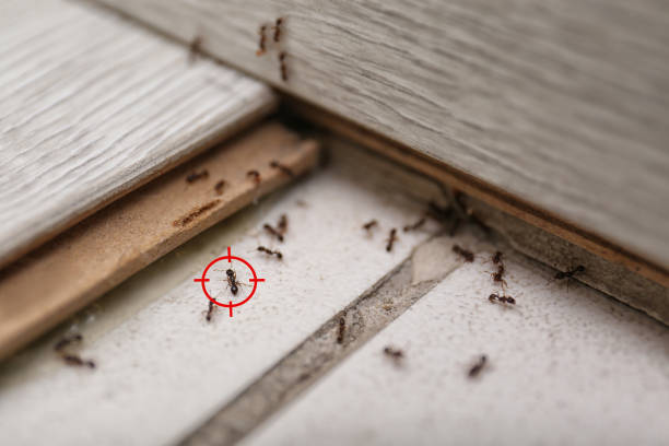 Best Pest Inspection Near Me  in Mcleansboro, IL