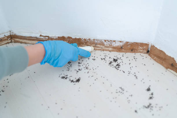 Best Cockroach Control Services  in Mcleansboro, IL